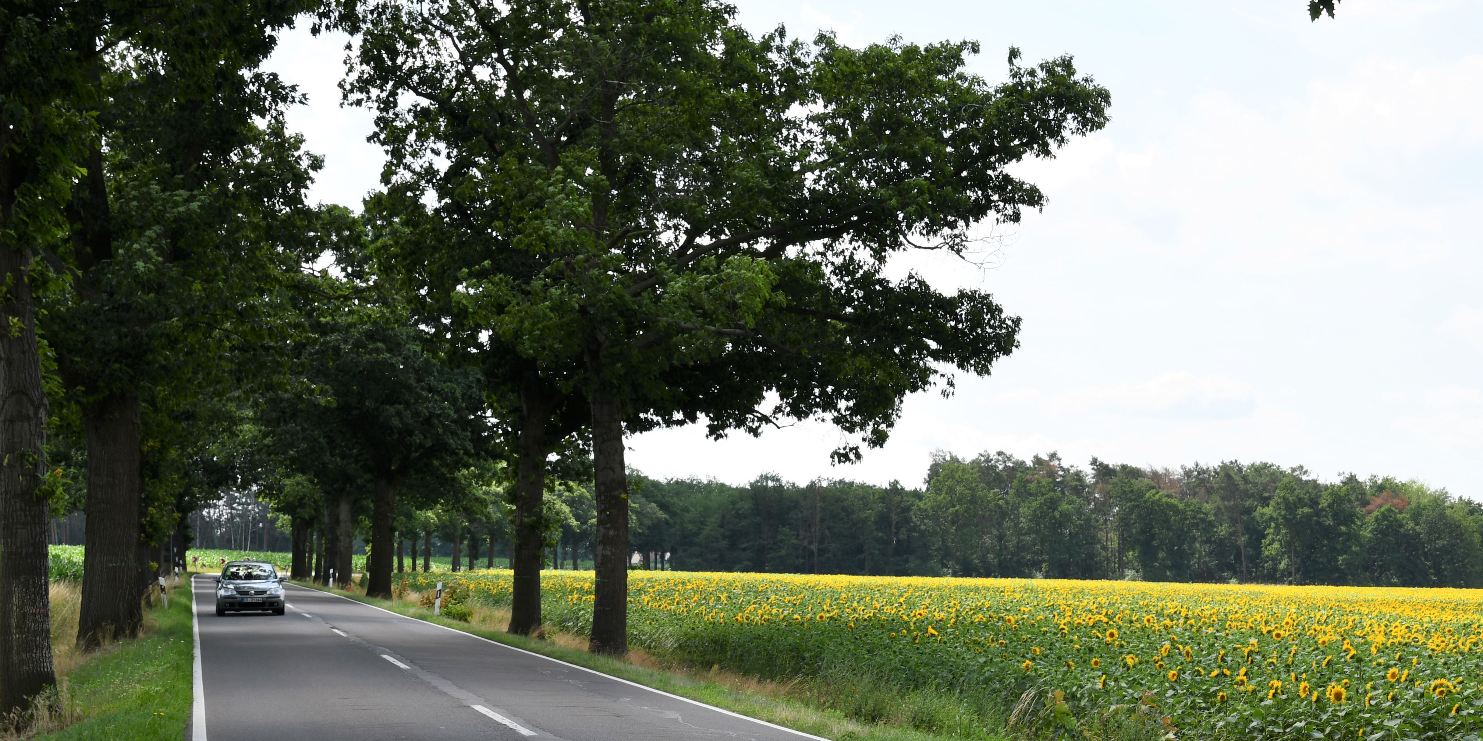 Eine Allee in Brandenburg mit einem Auto und eeinem Sonnenblumenfeld