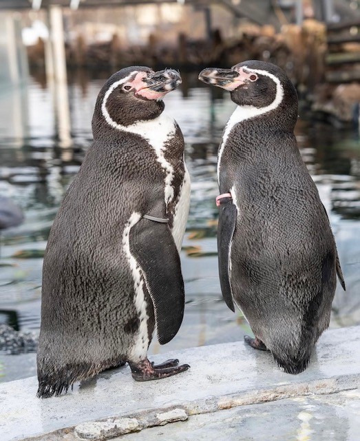  Happy Birthday MILA! 