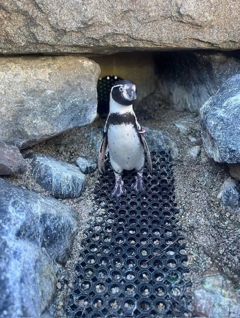 Pinguinliebe in Lübbenau