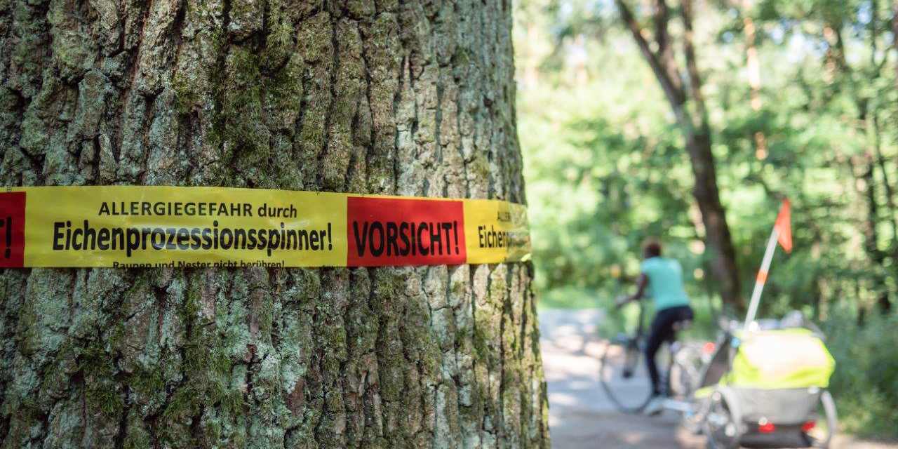 Warnschild zu Eichenprozessionsspinner 